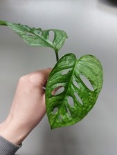 Rare monstera adansonii for sale  LIVERPOOL