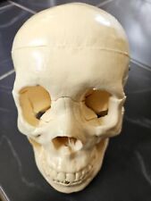 Plastic skull detailed for sale  BRISTOL