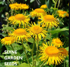 Fast dispatch inula for sale  CARNFORTH