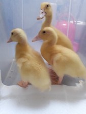 campbell ducks for sale campbell ducks for sale AXBRIDGE