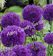 Allium purple sensation for sale  WISBECH