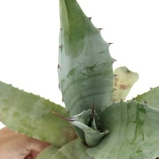 Agave marmorata cerulata usato  Napoli