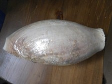 Collection coquillage belle d'occasion  Salon-de-Provence