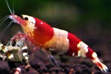 Crevette red crystal d'occasion  Ingwiller