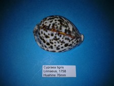 cypraea tigris d'occasion cypraea tigris d'occasion Conty