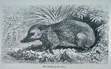 C1893 antique print for sale  UK