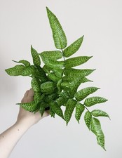 Fern striped bamboo for sale  Middletown