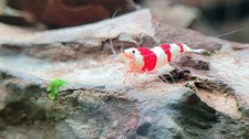 Crevettes caridina cantonensis d'occasion  Marseille X