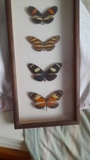Taxidermy .american butterflie for sale  SOUTHAMPTON