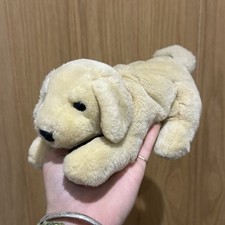 Andrex years puppy for sale  IPSWICH