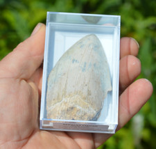 Wow genuine megalodon for sale  UK