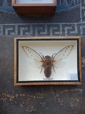 Real insect taxidermy for sale Real insect taxidermy for sale  Saint Petersburg