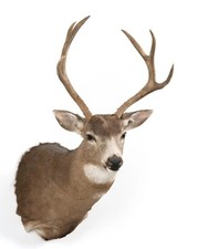 Whitetail deer buck for sale  Harrisburg