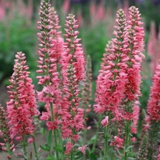 Veronica longifolia pink for sale Veronica longifolia pink for sale  BELLSHILL