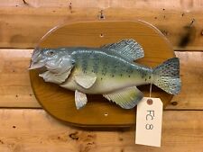 Real skin mount for sale  Wrenshall
