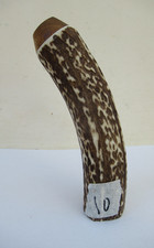 Red deer stag for sale  PETERBOROUGH