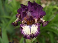 Schwertlilie iris spiked gebraucht kaufen  Markt Bibart