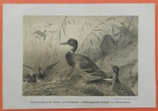 Krickente stockente schopfente gebraucht kaufen  Lauenburg/ Elbe