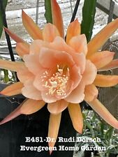 Rooted epiphyllum orchid for sale  San Jose