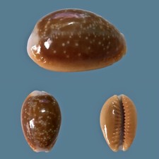 Cypraea helvola meridionalis usato  Roma