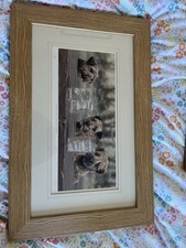 Paul doyle border for sale  ABERGELE