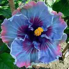30pcs blue hibiscus for sale  Staten Island