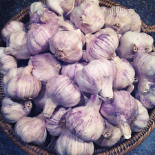Garlic bulbs organic for sale  Moriarty