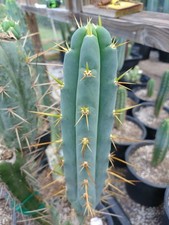 Echinopsis cactus 0201 for sale  Monticello