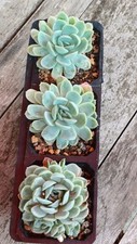 Echeveria elegans mexican for sale  CAMBRIDGE