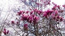 Magnolie stecklinge großblüt gebraucht kaufen Magnolie stecklinge großblüt gebraucht kaufen  Kaiserslautern