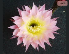 Echinopsis fondant fancy for sale  KNARESBOROUGH