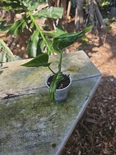 Shangri pothos live for sale  Englewood