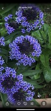 Bulbi scilla peruviana usato  Trivignano Udinese
