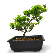 Japanese import satsuki for sale  LLANDRINDOD WELLS