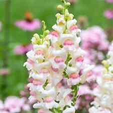 Snapdragon antirrhinum majus for sale  READING
