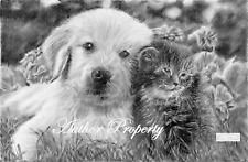Dog cat labrador usato  Italia