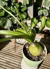 caudex plants for sale caudex plants for sale MALDON
