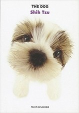 Shih tzu bonetti usato  Domodossola