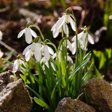Giant snowdrop galanthus for sale  GLASGOW