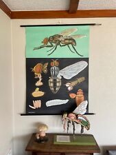 Gráfico escolar vintage FLY JUNG KOCH QUENTELL gráfico educacional MOSCA DOMÉSTICA insetos comprar usado  Enviando para Brazil