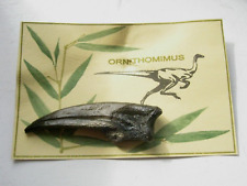 Ornithomimus dinosaur raptor for sale  OSWESTRY