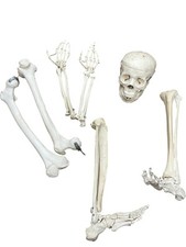 Medical anatomical skeleton for sale  EXETER