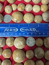 Polished fossil sea for sale  Alhambra