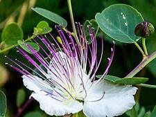 Caper bush seeds for sale  Russell