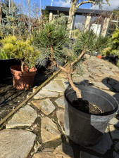 Dwarf pine pinus for sale  GRAVESEND