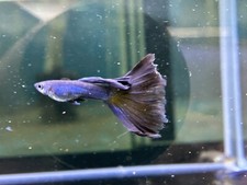 Black moscow guppies for sale  Lincoln