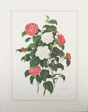 Clara pope pair for sale  BRADFORD-ON-AVON