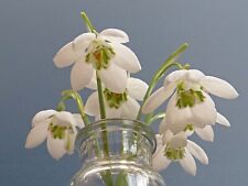 Galanthus godfrey owen for sale  UK