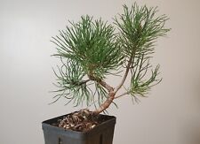 Pinus mugo bonsai usato  Merate