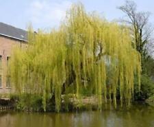 Salix chrysocoma weeping for sale  KING'S LYNN